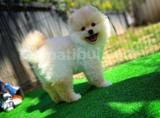 Orijinal Renk Boo Pomeranian Oğlumuz Momo görsel