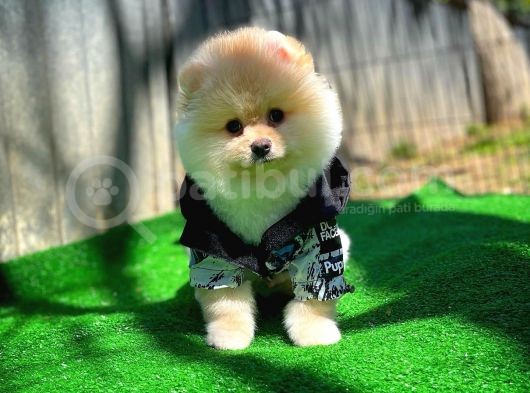Orijinal Renk Boo Pomeranian Oğlumuz Momo görsel