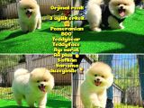 Orjinal Renk Boo Pomerani̇an Oğlumuz Kingo
