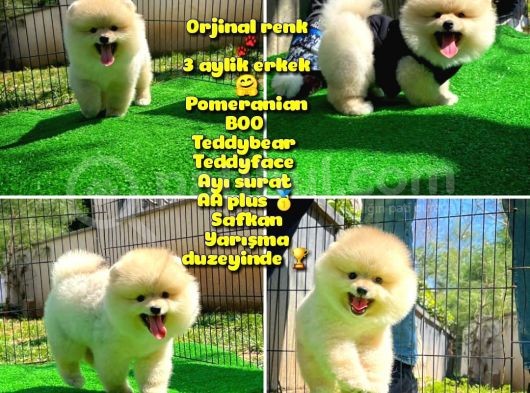 Orjinal Renk Boo Pomerani̇an Oğlumuz Kingo