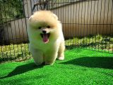 Orjinal Renk Boo Pomerani̇an Oğlumuz Kingo