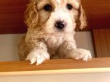 Toy Boy Maltipoo