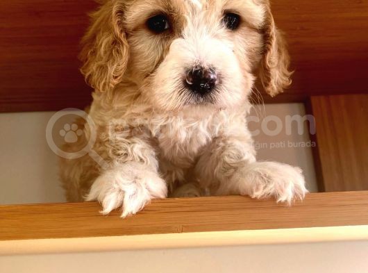 Toy Boy Maltipoo görsel