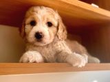 Toy Boy Maltipoo