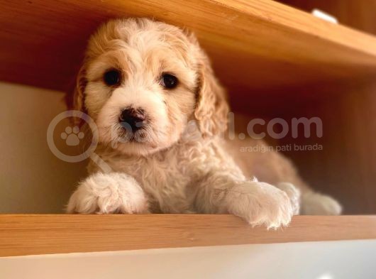 Toy Boy Maltipoo görsel