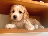 Toy Boy Maltipoo