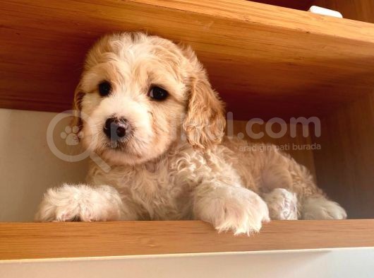 Toy Boy Maltipoo görsel