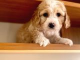 Toy Boy Maltipoo