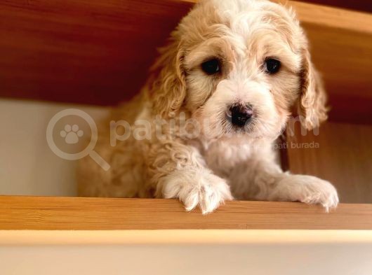 Toy Boy Maltipoo