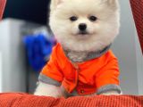 Pomeranian Beyaz Boo