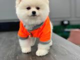 Pomeranian Beyaz Boo