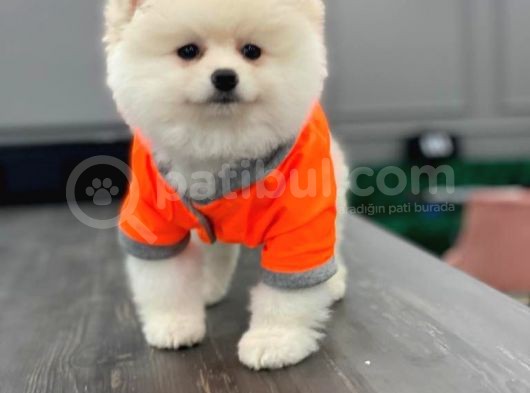 Pomeranian Beyaz Boo görsel