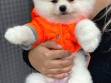 Pomeranian Beyaz Boo