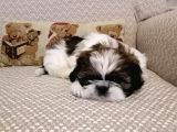 Shih Tzu Yavrularımız