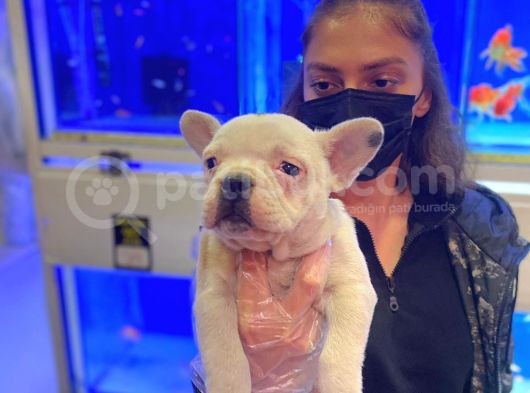 Bebek Gibi French Bulldog görsel