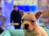 Bebek Gibi French Bulldog