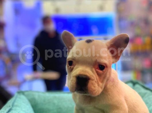 Bebek Gibi French Bulldog görsel
