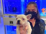 Bebek Gibi French Bulldog