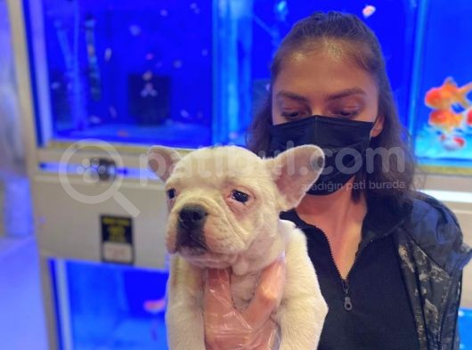 Bebek Gibi French Bulldog görsel