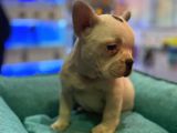Bebek Gibi French Bulldog