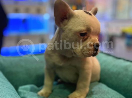 Bebek Gibi French Bulldog