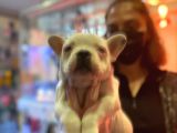 Bebek Gibi French Bulldog