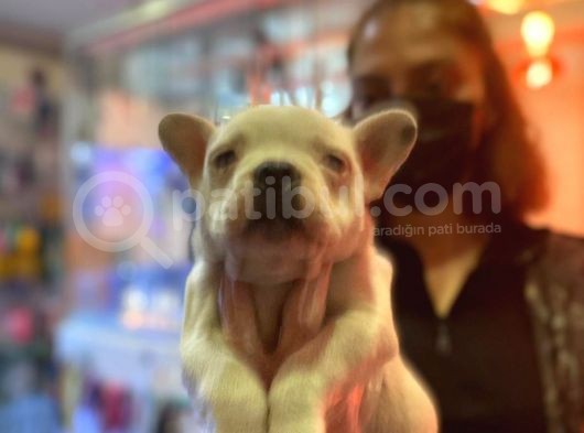 Bebek Gibi French Bulldog görsel