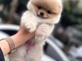Orijinal Pomeranian Boo Teddy Bear Dişi Ve Erkek