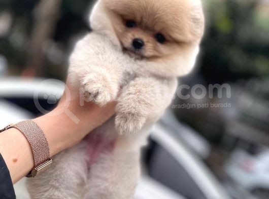Orijinal Pomeranian Boo Teddy Bear Dişi Ve Erkek