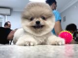Orijinal Pomeranian Boo Teddy Bear Dişi Ve Erkek