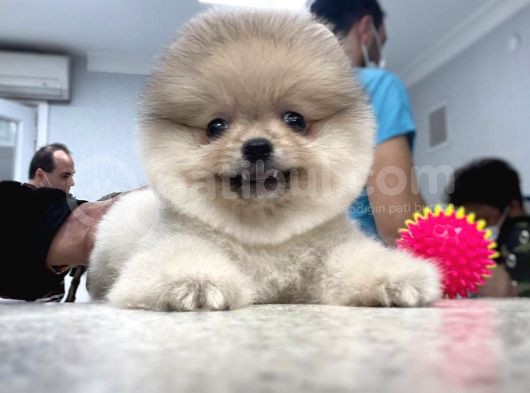 Orijinal Pomeranian Boo Teddy Bear Dişi Ve Erkek görsel