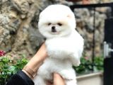 Safkan Beyaz Pomeranian Teddy Bear Dişi Ve Erkek