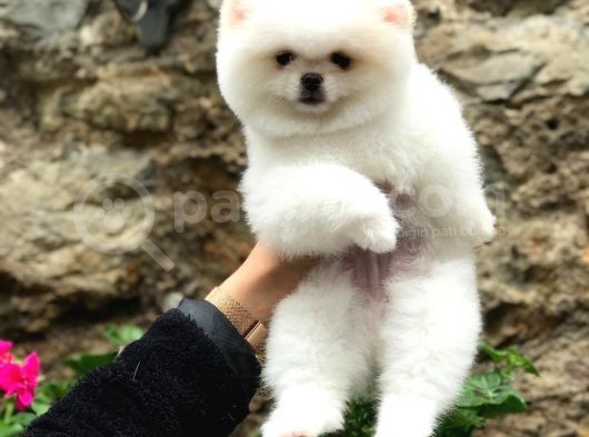 Safkan Beyaz Pomeranian Teddy Bear Dişi Ve Erkek görsel