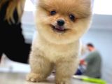 Orijinal Pomeranian Boo Teddy Bear Dişi Ve Erkek