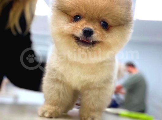 Orijinal Pomeranian Boo Teddy Bear Dişi Ve Erkek görsel