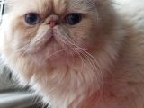 Safkan İran Persian Mavi Göz Şampanya Kürk Sağlıklı