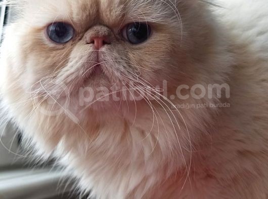 Safkan İran Persian Mavi Göz Şampanya Kürk Sağlıklı görsel