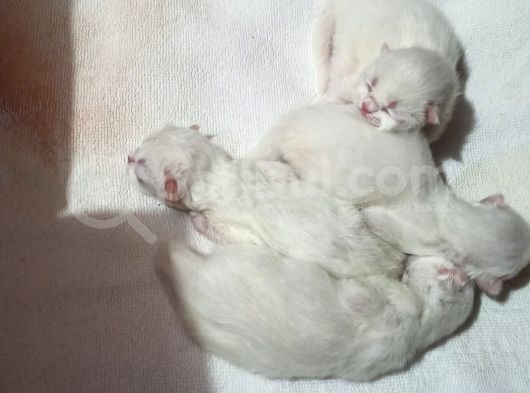 Safkan İran Persian Mavi Göz Şampanya Kürk Sağlıklı