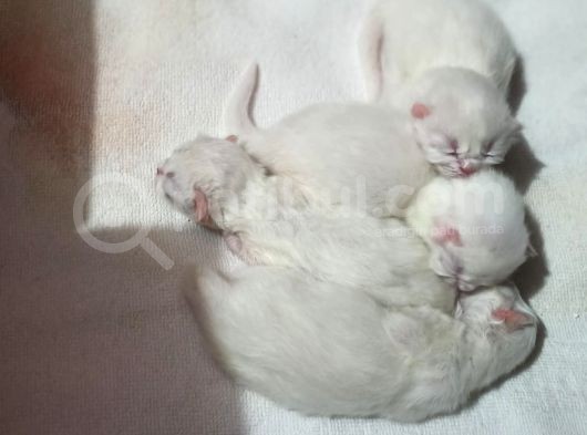 Safkan İran Persian Mavi Göz Şampanya Kürk Sağlıklı görsel