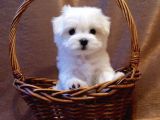 Irk ve Sağlık Garantili Maltese Terrier Yavrularımız