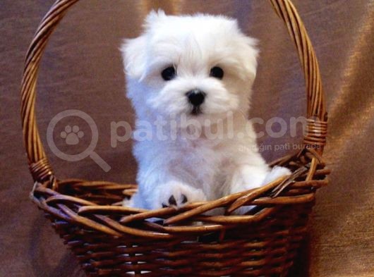 Irk Ve Sağlık Garantili Maltese Terrier Yavrularımız