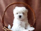 Irk Ve Sağlık Garantili Maltese Terrier Yavrularımız