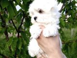 Safkan Maltese Terrier Yavrularımız