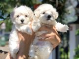 Safkan Maltese Terrier Yavrularımız