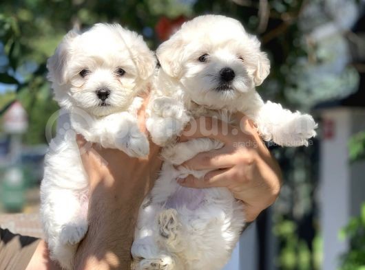 Safkan Maltese Terrier Yavrularımız görsel
