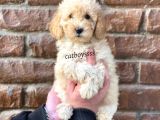 Apricot Toy Poodle Dişi Yavrumuz