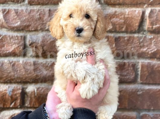 Apricot Toy Poodle Dişi Yavrumuz görsel