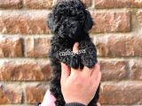 Siyah İnci Dişi Toy Poodle Yavrumuz