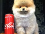 Pomeranian Yavrularımız Gelmiştir