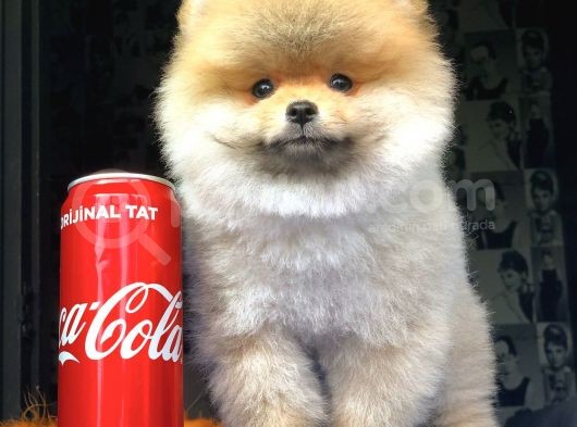 Pomeranian Yavrularımız Gelmiştir görsel
